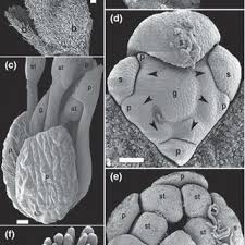 Image result for Polygala usafuensis