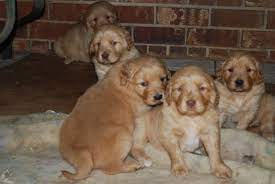 Our golden retrievers puppies have started their training & are available to go home soon. Golden Retriever Puppies Home Facebook