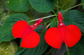 Image result for Impatiens stuhlmannii