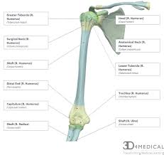 The radius or radial bone is one of the two large bones of the forearm, the other being the ulna. Bones Advanced Anatomy 2nd Ed