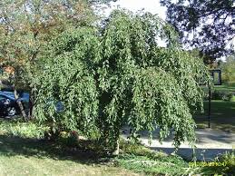 Weeping cherry trees have become very popular over the past few years due to their grace and form. Trees Before And After Crazywonderfullife