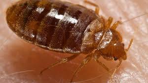 We are up to date with our licenses. Mcneely Pest Control Acquires Morganton Exterminator Triad Business Journal