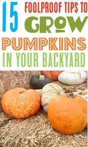 Pumpkin Garden Ideas Tips For How To Grow Pumpkins In Your Yards Tricks For Vertical Gardening And Growing Your Bes Growing Pumpkins Pumpkin Garden Pumpkin
