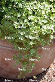 Image result for Hydrocotyle sibthorpioides