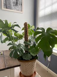 They are not intended to hold the plant up like a stake, but rather to provide monsteras and other climbing plants with a vertical surface to attach to and climb. Should I Start Tying The Leaves To This Moss Pole Monstera