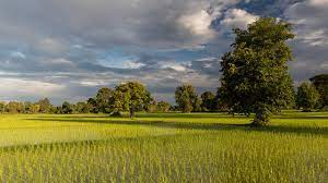 The most common sunny green material is stretched canvas. File Sunny Green Paddy Fields With Trees And Long Shadows At Golden Hour Jpg Wikipedia