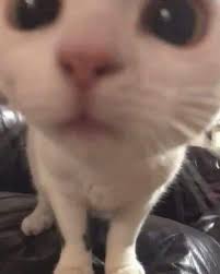 Are there any memes about cats working from home? 34 Pictures Of Cats Looking Straight At The Camera A Collection Album On Imgur