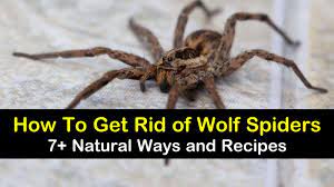 How to spot black widow spiders. 7 Natural Ways To Get Rid Of Wolf Spiders