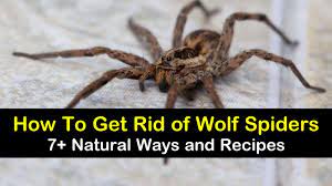 If you have a bagless vacuum. 7 Natural Ways To Get Rid Of Wolf Spiders