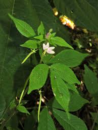 Image result for Cleome rubella