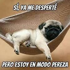 Pin De Iissette Rodriguez En Buenos Dias Crias De Pug Perros Pug Vida Pug