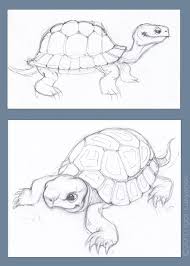 Tortoise Sketch Drawing Turtle Drawing Tortoise Drawing Pencil Drawings