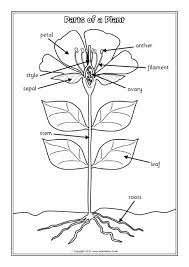 External plant parts include the leaves, stem, flowers, fruits and roots. Parts Of A Plant Labelling Worksheets Sb12380 Sparklebox