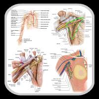 3 specialized anatomy of the shoulder. Download Anatomy Upper Limb And Thorax Of The Human Body Free For Android Anatomy Upper Limb And Thorax Of The Human Body Apk Download Steprimo Com