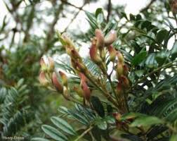 Image result for Virgilia oroboides