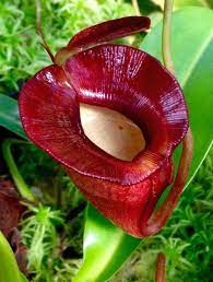 Protected Blog Log In Carnivorous Plants Pitcher Plant Deadly Plants