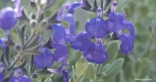 Salvia chamaedryoides is truly one of our favorite plants we would not garden without. Salvia Chamaedryoides Care All About Growing Germander Sage