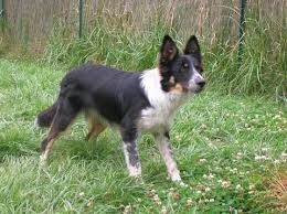 Vous pouvez dans ce cas créer une alerte ou le contacter directement pour. A Vendre Femelle Adulte Border Collie Lof