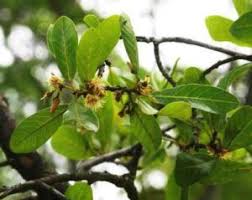 Image result for Monotes glaber