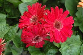 Fuchsia Gerbera Daisy Gerbera Fuchsia At Chalet Nursery Gerbera Daisy Gerbera Daisy