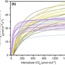 Image result for Blepharis gazensis