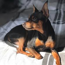 Miniature Pinscher Borrowmydoggy Leaving Pawprints Of Happiness