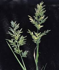 Image result for Eragrostis arenicola