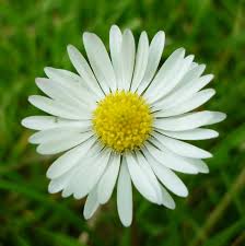 Image result for Bellis