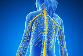 The nervous system is a complex collection of nerves and specialized cells known as neurons that transmit signals between different parts of the body. Peripheral Nervous System What Is It Parts Functions