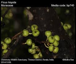 Image result for Moraceae