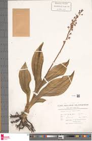 Image result for Liparis nervosa