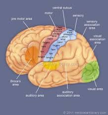 Illustration Of The Functional Areas Of The Human Cerebral Cortex Includes Motor Sensory Visual And Audito Cerebral Cortex Motor Cortex Brain Based Learning