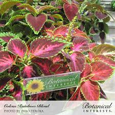 Image result for Coleus alpinus