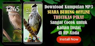 Pada awalnya burung trucukan atau merbah cerukcuk merupakan jenis burung. Kicau Suara Burung Trucukan Pikat Offline For Android Apk Download