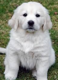 9 golden retriever welpen die man gesehen haben muss white golden retriever puppy retriever puppy golden retriever