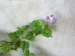 This bloom is sure to add an interesting look to any garden. Plant Identification Closed Green Leaves Yellow White Veins Purple Flowers 1 By Anonyhead