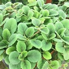 They are more cold tolerant than episcias (from peru to costa rica, and brazil) but generally go episcia dianthiflora produces single very pale pink flowers with frilled edges (rather like dianthus; Alsobia Dianthiflora Episcia Dianthiflora Lace Flower Lace Flower Vine Plant Lust
