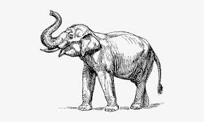 Thai Elephant Drawing Elephant Drawing Trunk Up Transparent Png 500x412 Free Download On Nicepng Grab the pomade and pay homage to the greasers and bad boys of the '50s. elephant drawing trunk up transparent