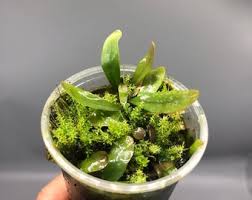 Image result for Utricularia appendiculata