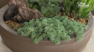 Image result for Dyschoriste thunbergiiflora