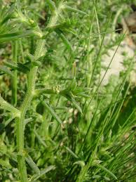 Image result for Salsola kali