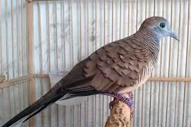 Maybe you would like to learn more about one of these? 5 Langkah Dasar Merawat Burung Perkutut Agar Tidak Mudah Sakit Kumau Info