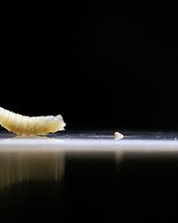 Image result for Tridactyle virginea