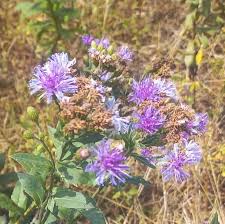 Image result for Vernonia glabra