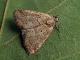 Image result for Photedes minima