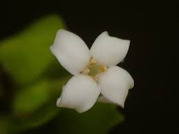 Image result for Ixora hartiana