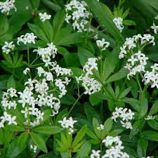 White, green, and yellow are all popular shades.another great way to balance out a boutonniere is with the addition of bold greenery. Sweet Woodruff G Odoratum Friends School Plant Sale