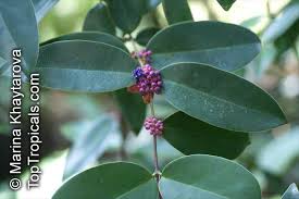 Image result for Memecylon sp. C