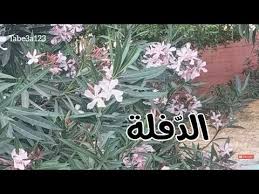 ٢.١ طرق الوقاية من غازات الحروب الكيماوية. Ø´Ø¬ÙŠØ±Ø© Ø§Ù„Ø¯ÙÙ„Ø© Ø§Ù„Ø³Ø§Ù…Ø© Ù†Ø¨Ø§Øª Ø²ÙŠÙ†Ø© Ø£Ø²Ù‡Ø§Ø±Ù‡ Ø¬Ø°Ø§Ø¨Ø© Youtube