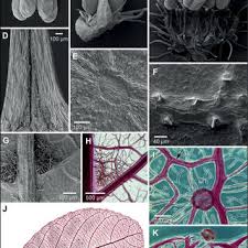 Image result for Paranecepsia alchorneifolia